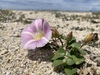 Sea Bindweed - Photo (c) Antonio, all rights reserved, uploaded by Antonio