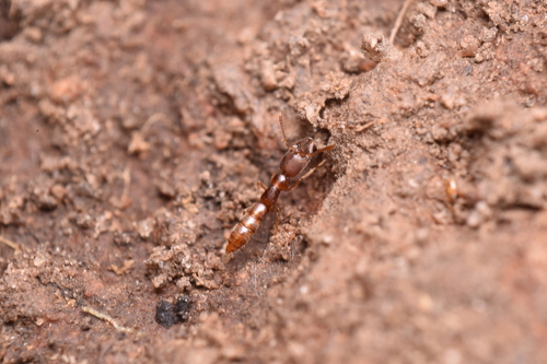 小点猛蚁Stigmatomma minutum