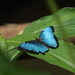 Morpho helenor insularis - Photo (c) Andy  Benson, all rights reserved, uploaded by Andy  Benson