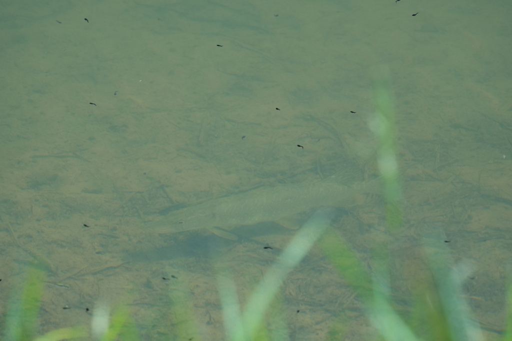 Northern Pike from Novosibirsk, Novosibirsk Oblast, Russia on June 2 ...