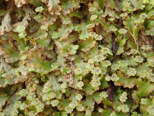 Marchantia paleacea ssp. diptera
