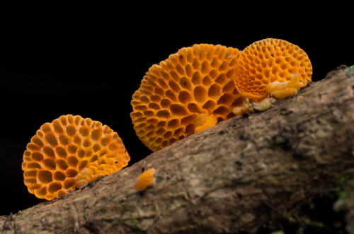 orange pore fungus