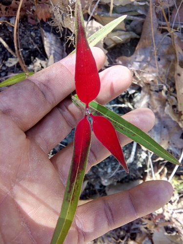 Euphorbia strigosa