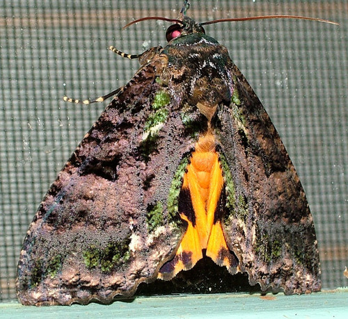 Eudocima jordani (Holland, 1900)