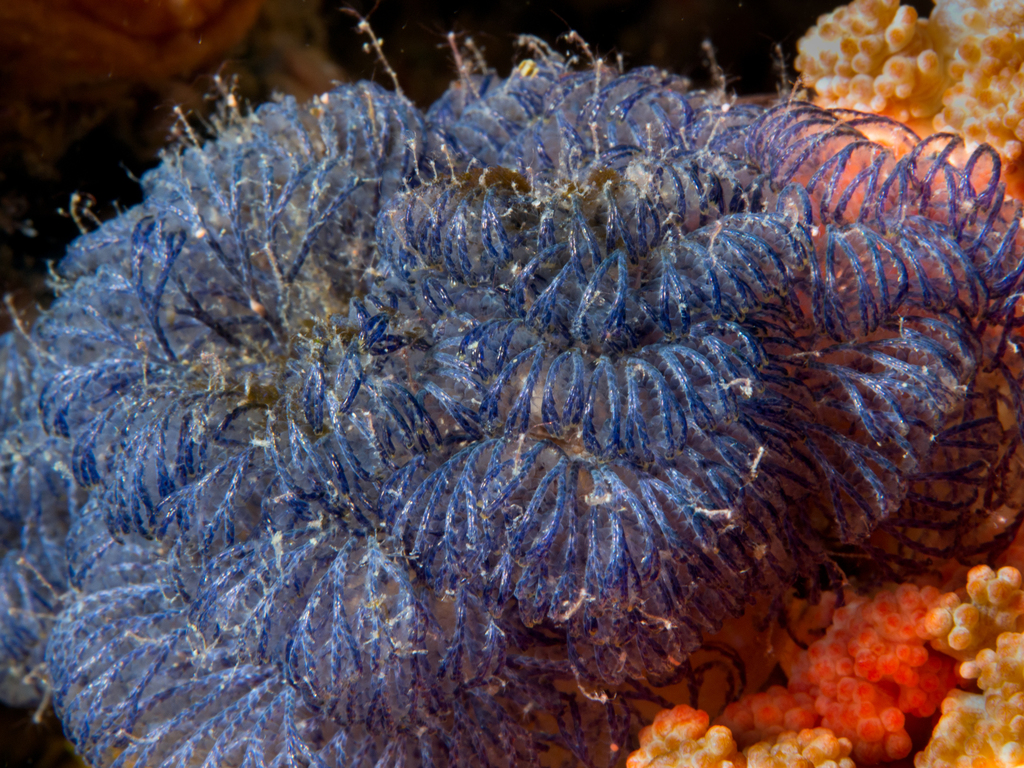 Japanese Bryozoan