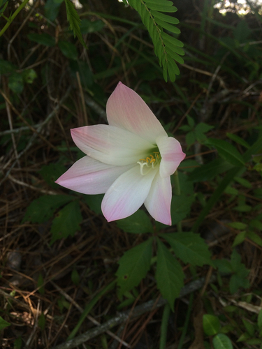 Zephyranthes insularum