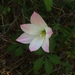 Island Zephyr Lily - Photo (c) Judd Patterson, all rights reserved, uploaded by Judd Patterson