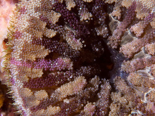 Stichodactyla tapetum (Hemprich & Ehrenberg, 1834)