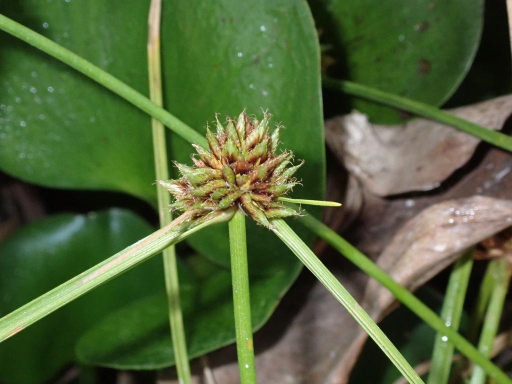 Cyperus cephalotes (Cyperus cephalotes)