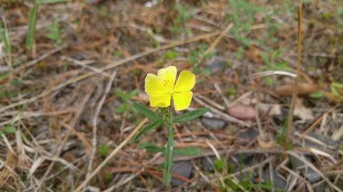 low frostweed (Helianthemum propinquum)