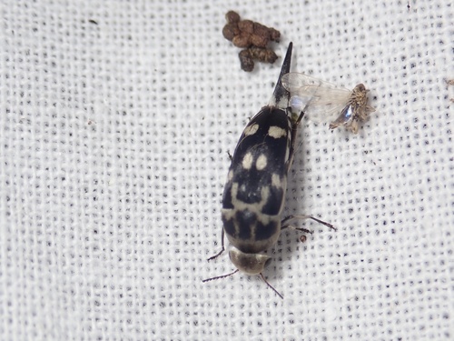 Hoshihananomia katoi · iNaturalist