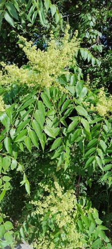 tree-of-heaven