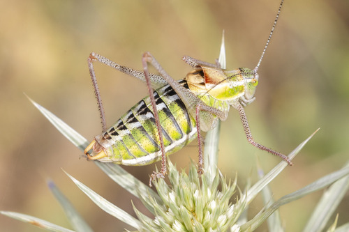 Poecilimon zimmeri
