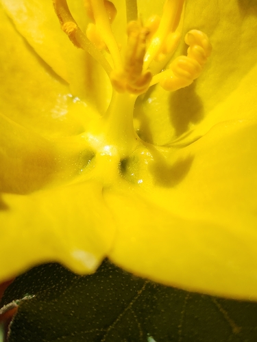 Mexican Flannelbush seedling