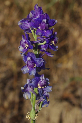 Delphinium hesperium ssp. cuyamacae