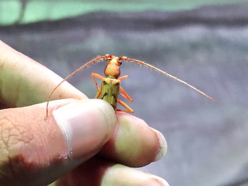 Zoodes japonicus