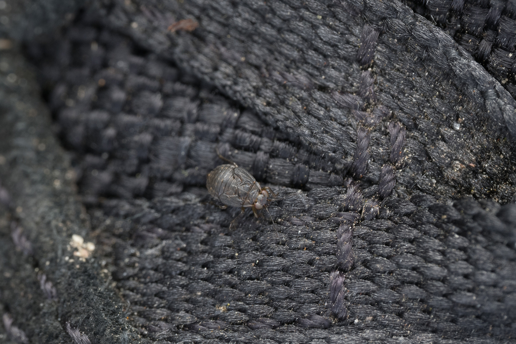 shore-bugs-from-9270-laarne-belgi-on-june-2-2024-at-02-31-pm-by