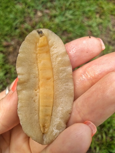 Florida Leatherleaf Slug
