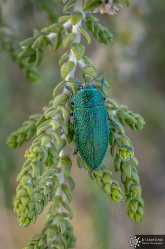 Perotis unicolor