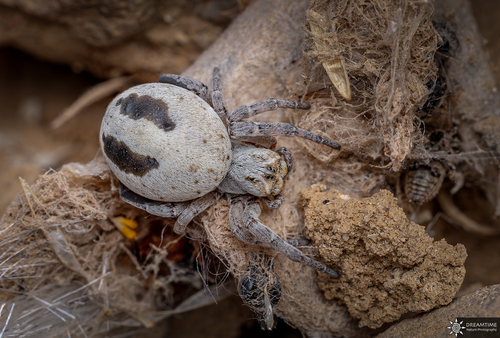 Stegodyphus lineatus