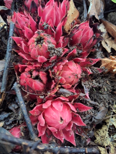 Ground Pineapple
