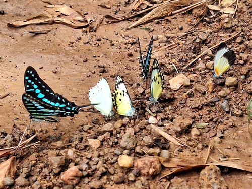 Small Striped Swordtail