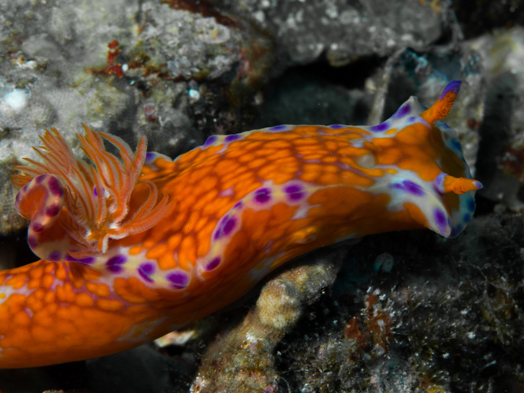 Nudibranchs