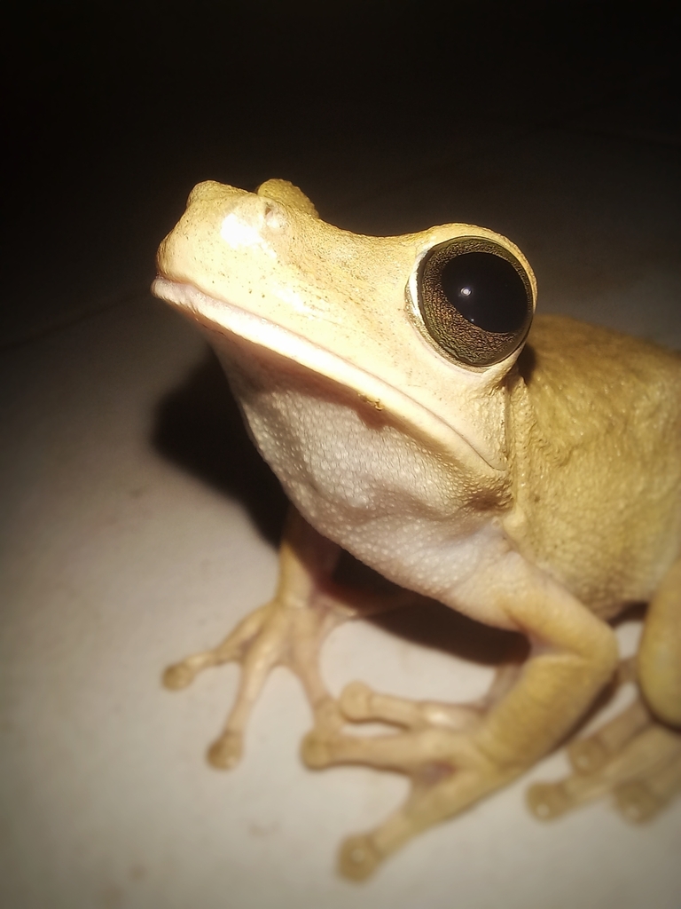 Gladiator Tree Frogs from Maicao, La Guajira, Colombia on June 1, 2024 ...