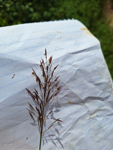 Wild Oat Grass