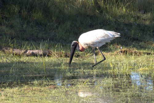 Jabiru