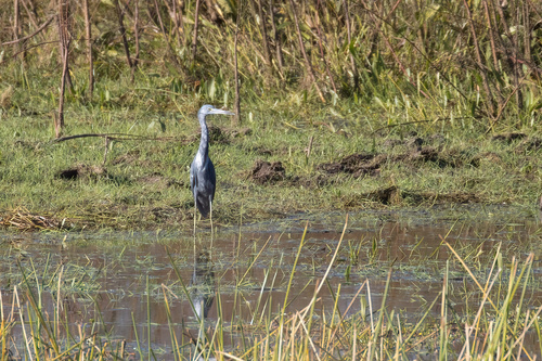 Little Blue Heron