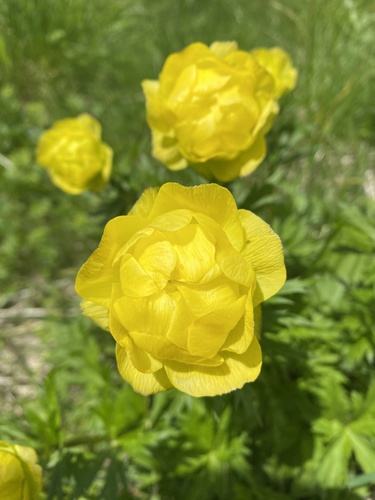 European Globeflower