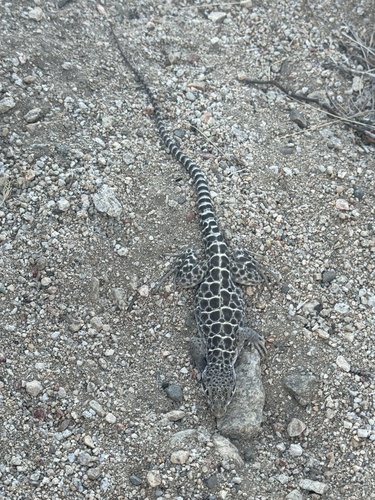 iNaturalist observation photo of Long-nosed Leopard Lizard