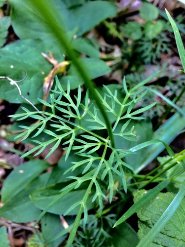 Pignut