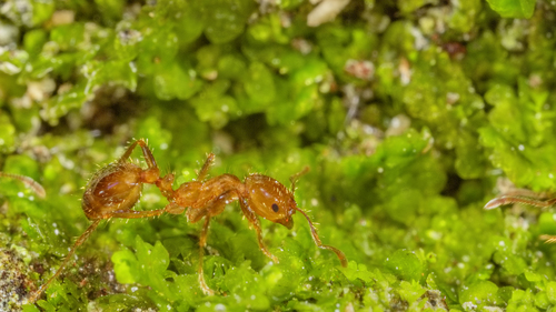Solenopsis macdonaghiSolenopsis macdonaghi