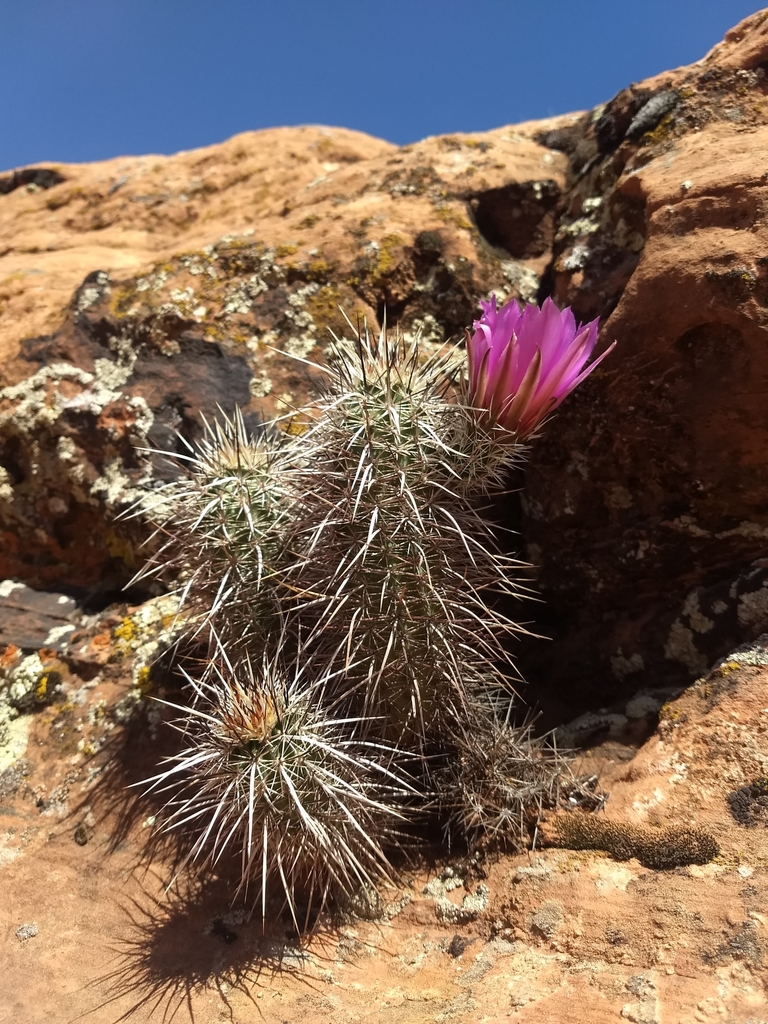 Relict Hedgehog Cactus (Echinocereus relictus)  iNaturalist