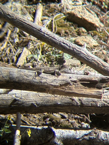 iNaturalist observation photo of Spiny Lizards