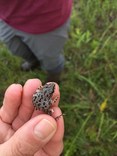 Southern Chorus Frog