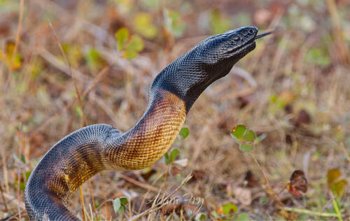 Black-headed Python sighting