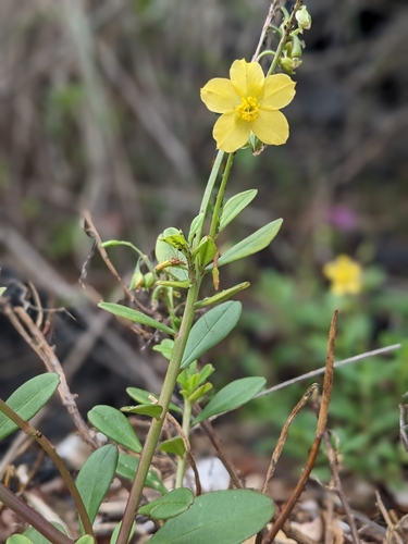 Philippine spinach