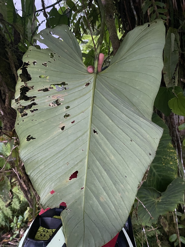 Philodendron thalassicum  iNaturalist