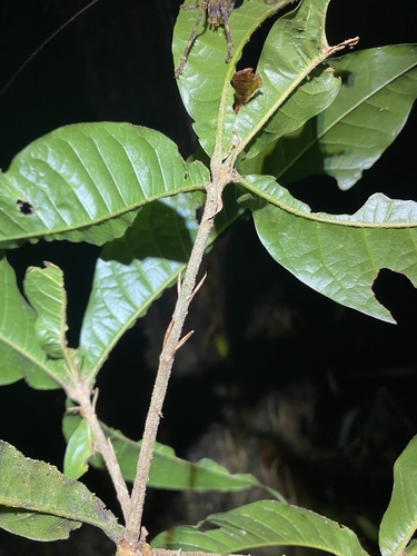 Quercus benthamii