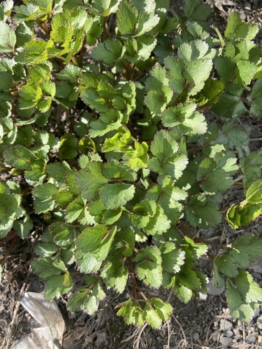 Scots Lovage