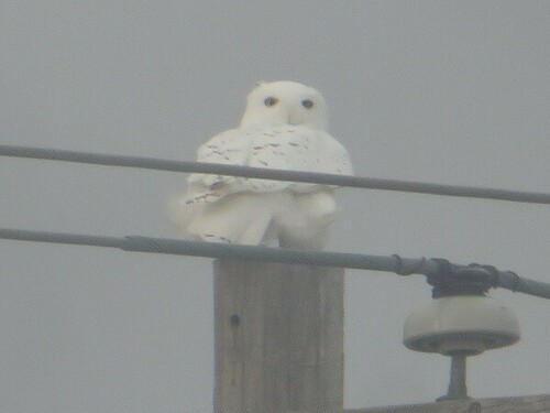 Snowy Owl