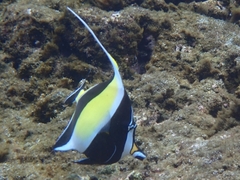 Moorish Idol