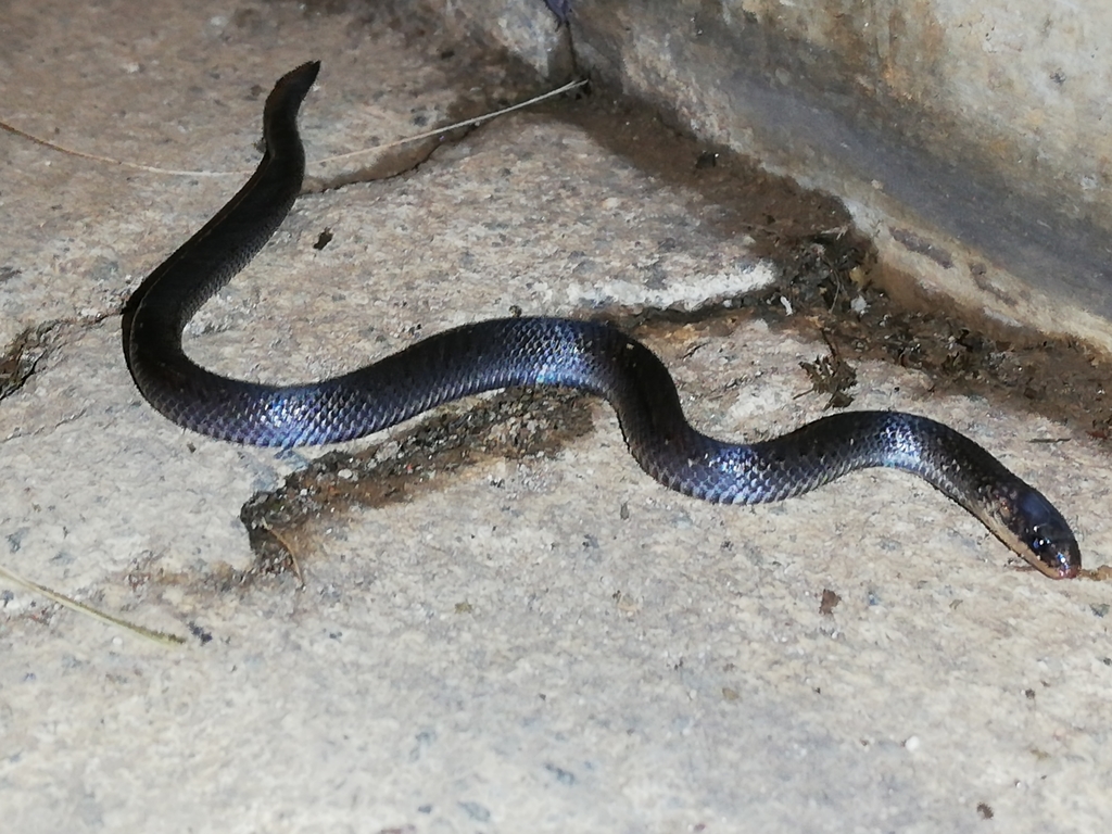 Lasalle's Ground Snake from Cl. 56fb #17c-2, Medellín, Antioquia ...