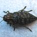 Dicerca tenebrosa tenebrosa - Photo (c) bev wigney, all rights reserved, uploaded by bev wigney