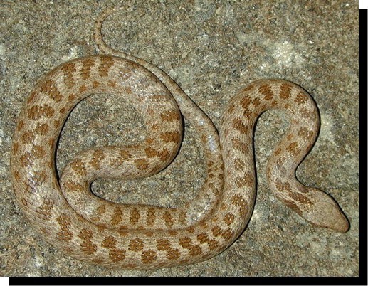 Desert Night Snake (Idaho Reptiles) · iNaturalist