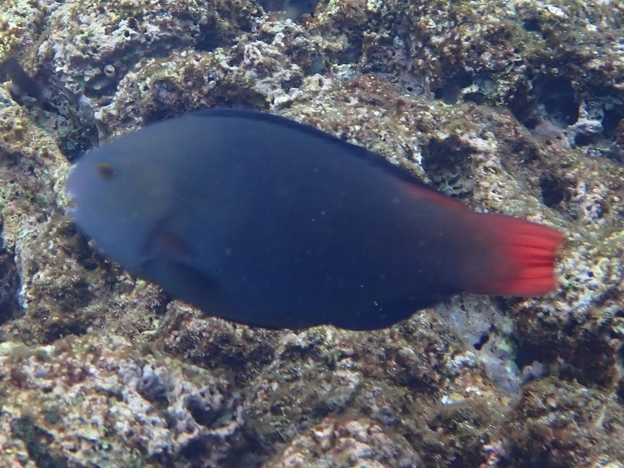 Japanese parrotfish