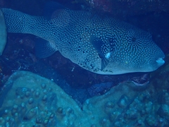 Map Pufferfish